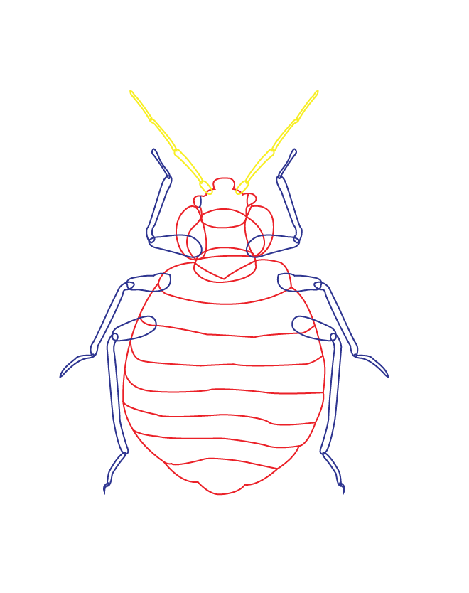 Rainbow_hygiene_Illustration_BedBug-11