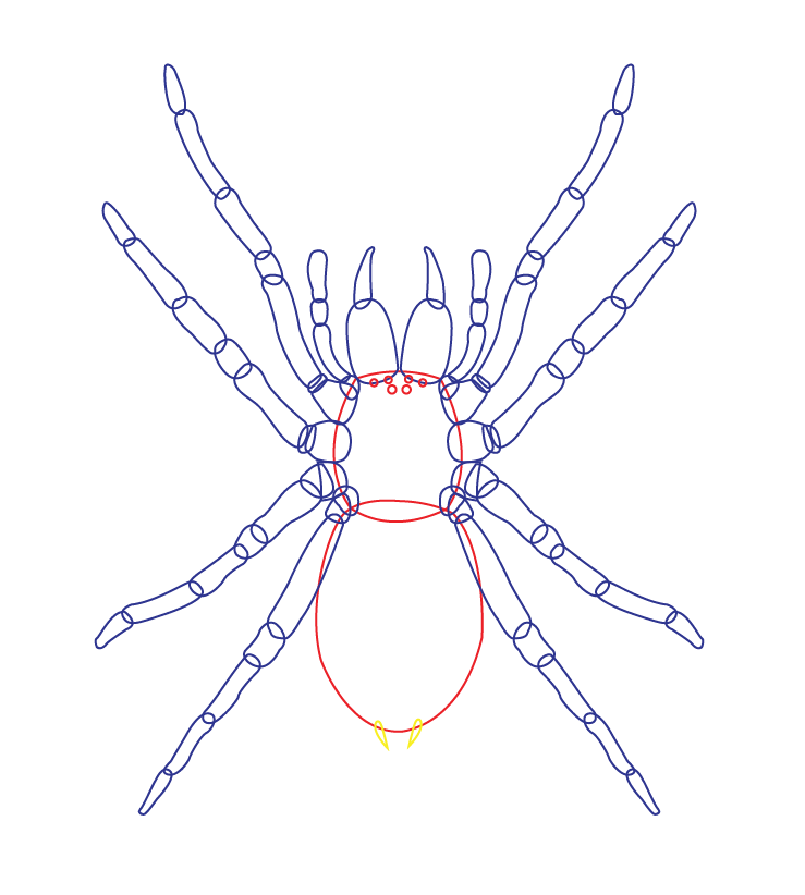 Rainbow_hygiene_Illustration_Spider-09