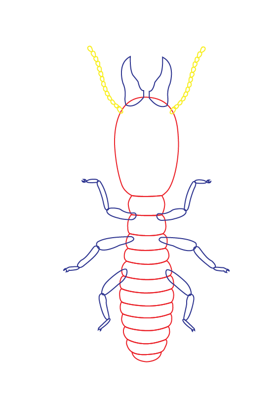 Rainbow_hygiene_Illustration_Termite-05