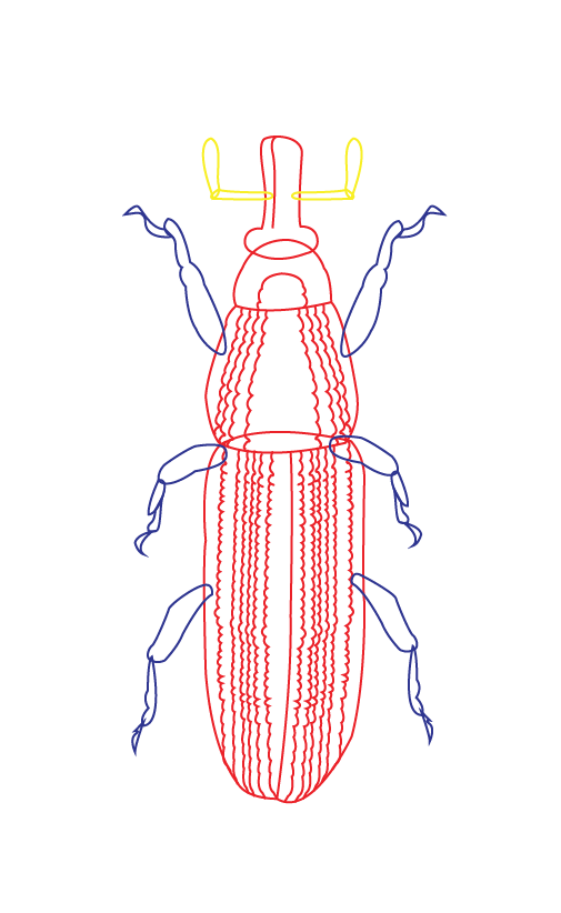 Rainbow_hygiene_Illustration_Woodboorer-08