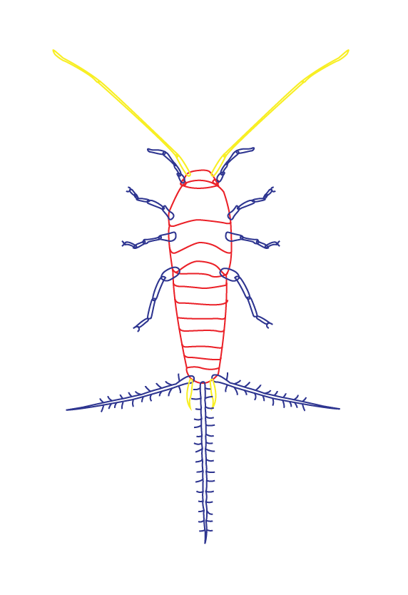 Rainbow_hygiene_Illustration_fishmoth-12
