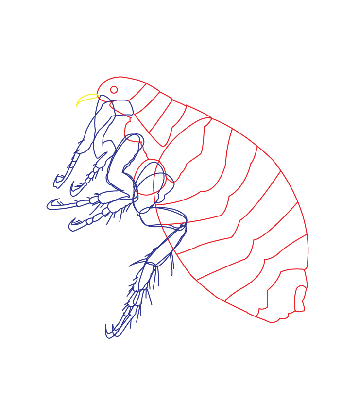 Rainbow_hygiene_Illustration_flea-07