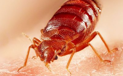 Bed Bugs vs Ticks