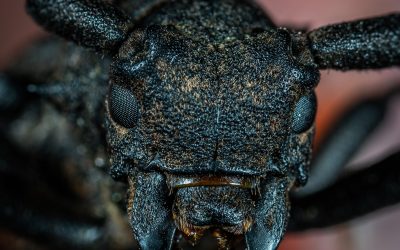 Cockroaches, Hardy survivors