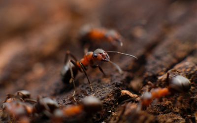 Ants vs Termites